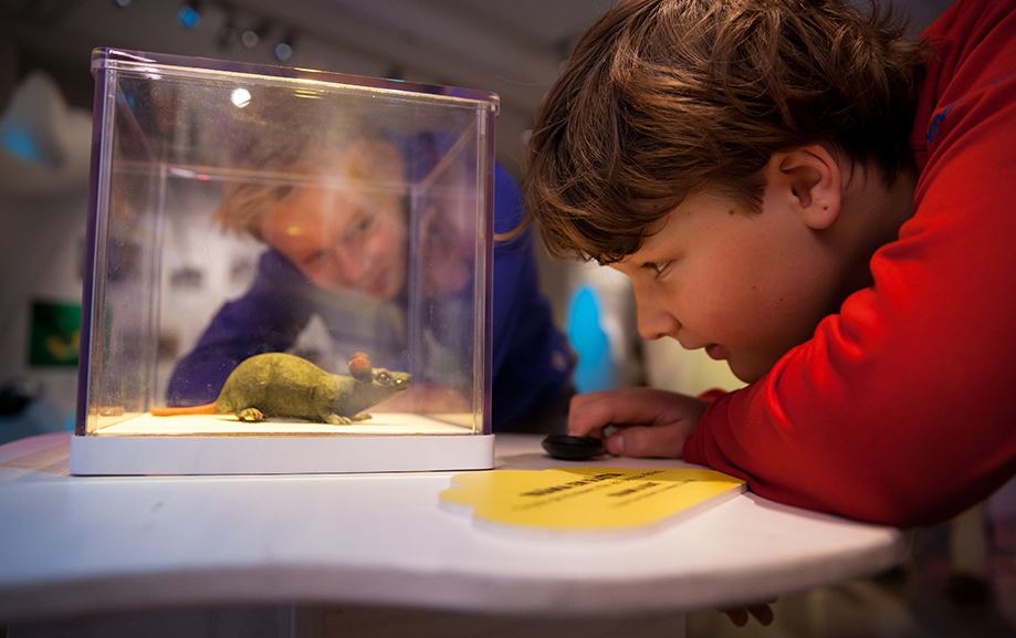 Tv&aring; barn tittar p&aring; en l&aring;tsasr&aring;tta i en glasmonter.